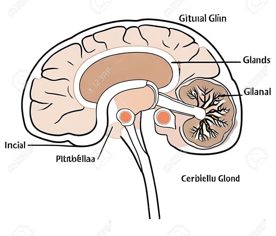 Sección transversal del cerebro que muestra el glándulas pituitaria y pineal, el cerebelo y el tronco cerebral.