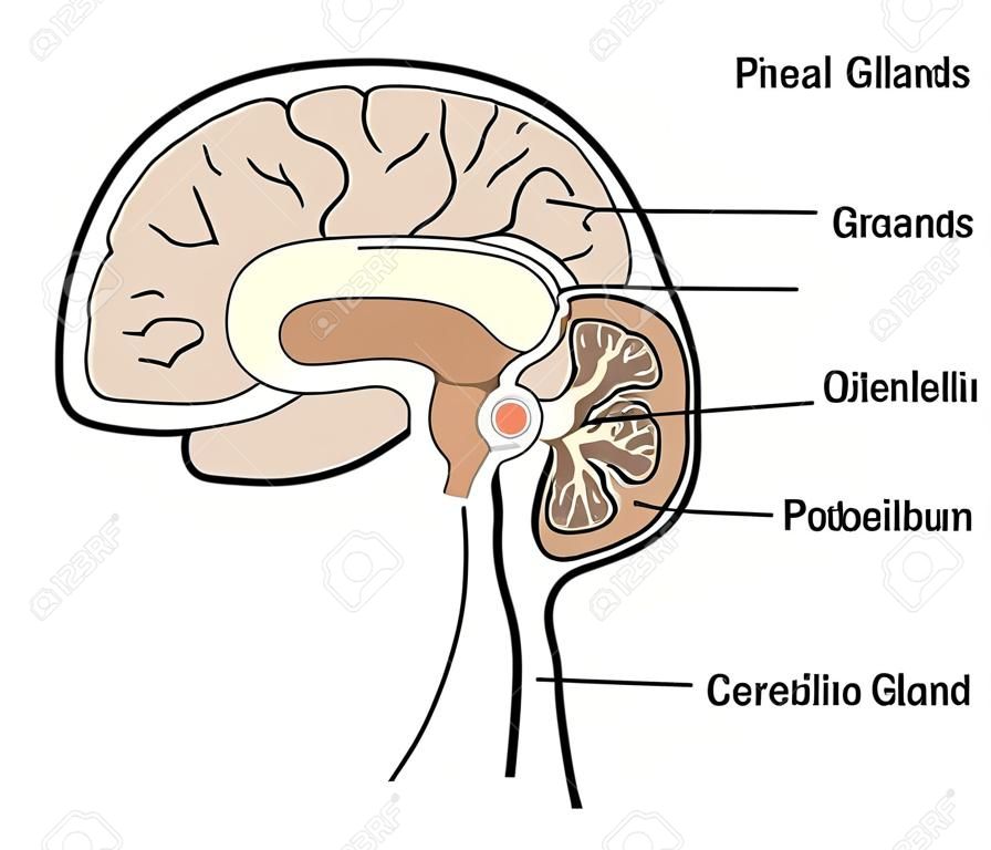 Sección transversal del cerebro que muestra el glándulas pituitaria y pineal, el cerebelo y el tronco cerebral.