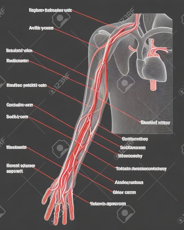Артерии, вены и нервы руки, от сердца вниз к пальцам. Созданный в Adobe Illustrator.