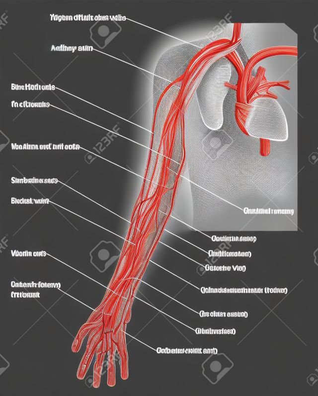 Arterie, vene e nervi del braccio, dal cuore verso il basso alle dita. Creato in Adobe Illustrator.