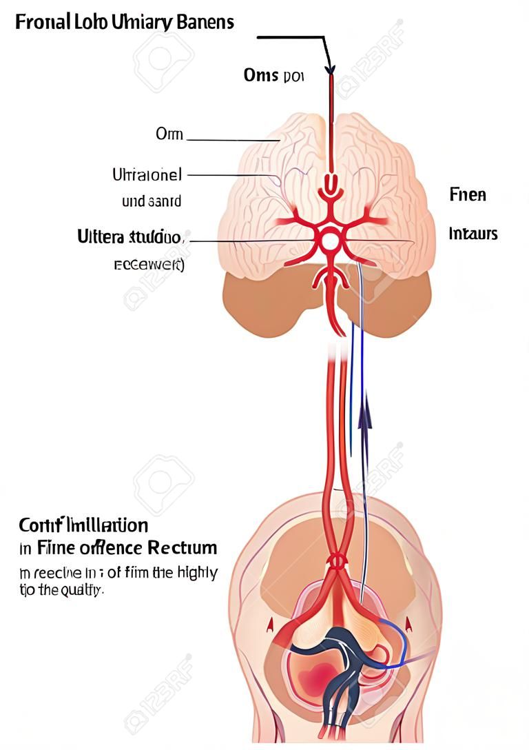 Caminhos do nervo do lobo frontal do cérebro para a bexiga urinária e reto no controle da continência