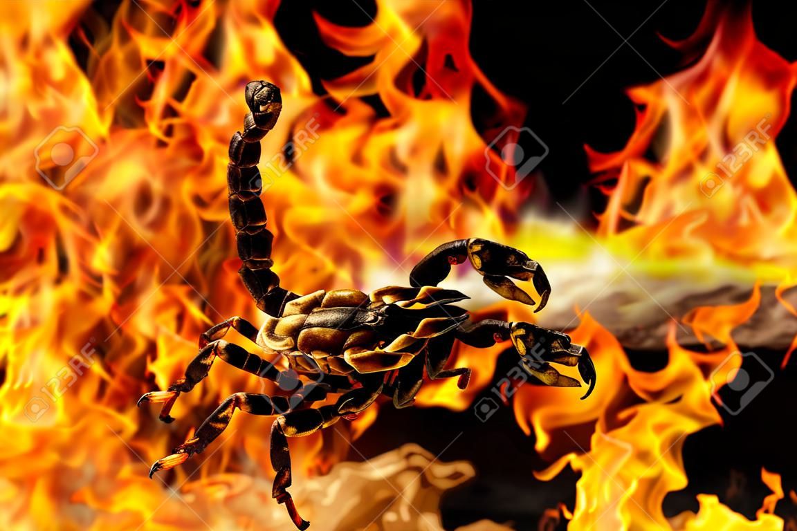 scorpion in fire background