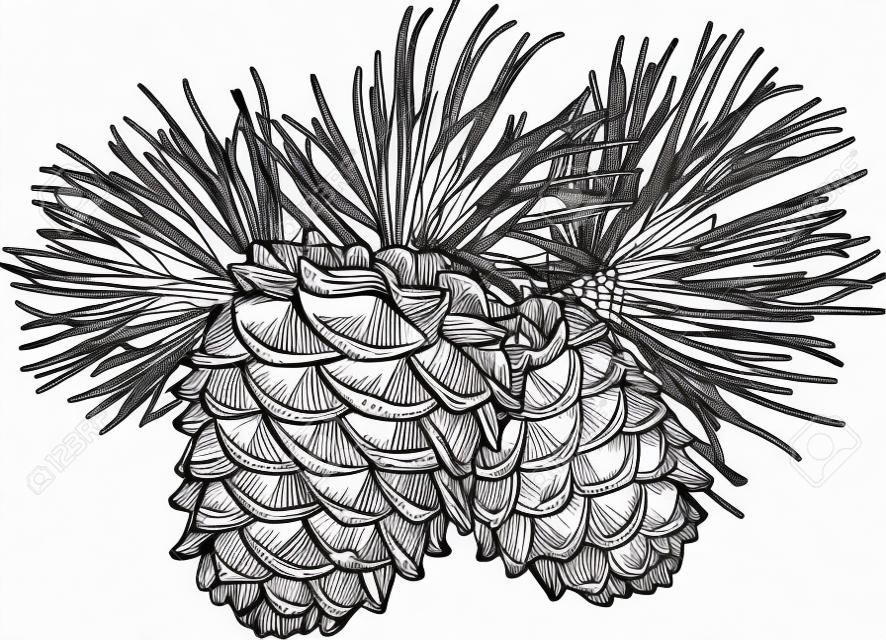 Vector hand drawn black and white  illustration of two pine cones with needles