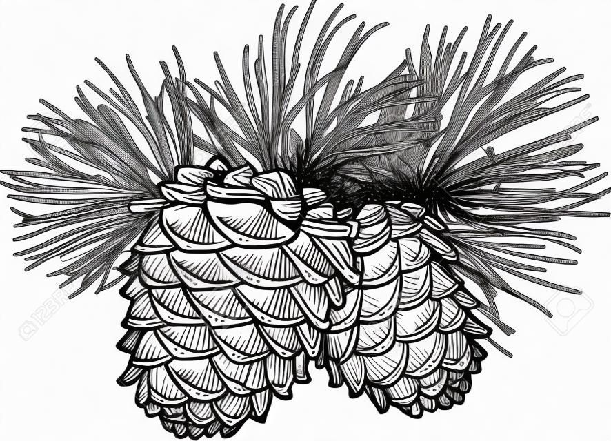 Vector hand drawn illustration en noir et blanc de deux cônes de pin avec des aiguilles