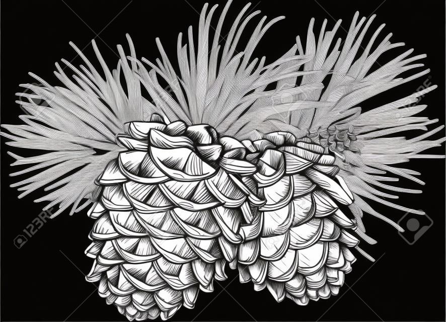 Vector hand drawn illustration en noir et blanc de deux cônes de pin avec des aiguilles