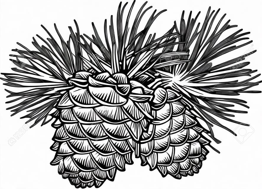vector dibujado a mano ilustración en blanco y negro de dos conos de pino con agujas
