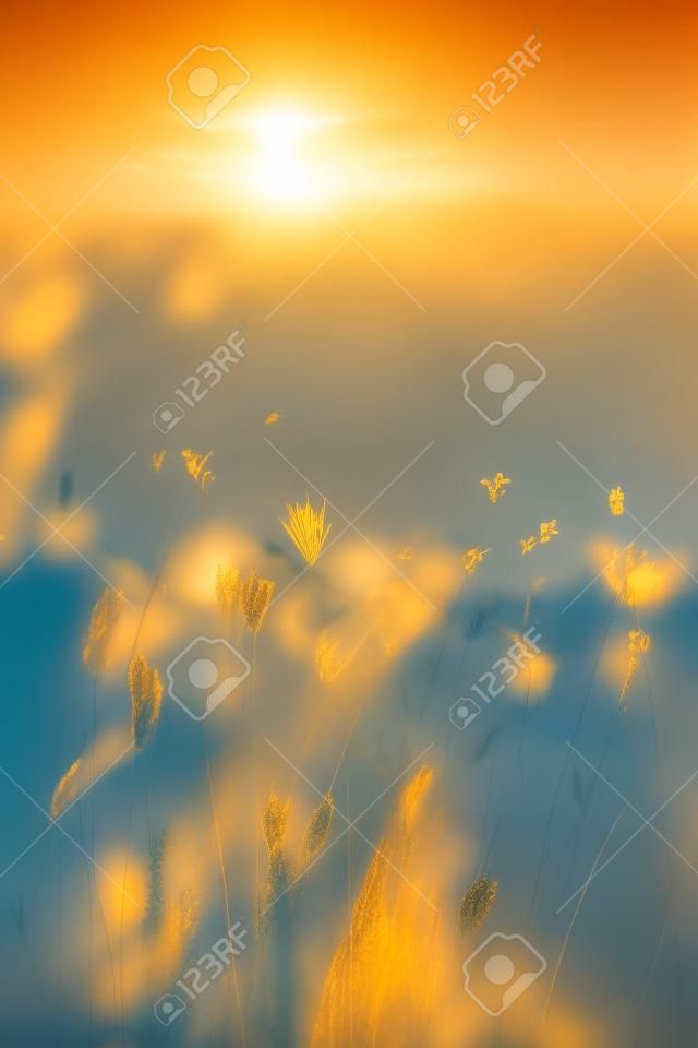 Background of a meadow in the afternoon with sunset