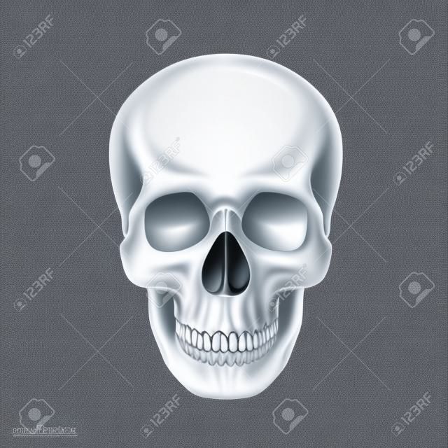 Emberi koponya elszigetelt fehér. Vektoros illusztráció
