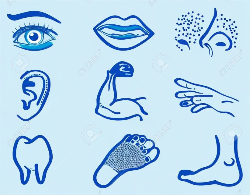 Ilustración vectorial de las partes del cuerpo humano, ojo, la boca, la nariz, la oreja, el brazo, la mano y el pie de dientes aislados sobre fondo blanco