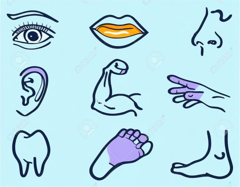 Vector illustratie van menselijke lichaamsdelen, oog, mond, neus, oor, arm, hand, tand en voet geïsoleerd op witte achtergrond