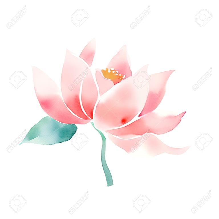 Acuarela flor de loto de color rosa.
