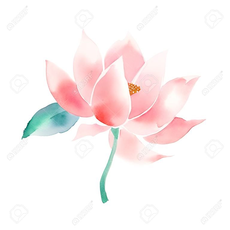 Acuarela flor de loto de color rosa.