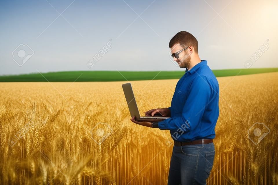 farmer standing in young wheat field examining crop and looking at laptop.