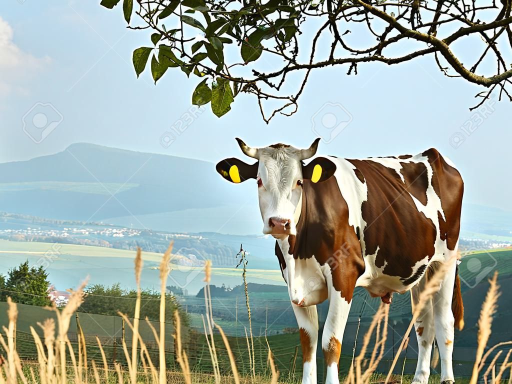 cow with panoramia view
