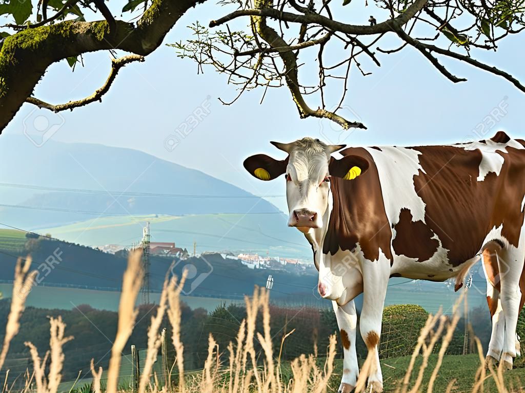 cow with panoramia view