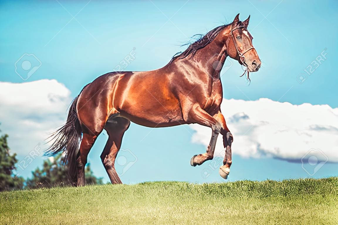 美しい背景の前で速歩馬の肖像画