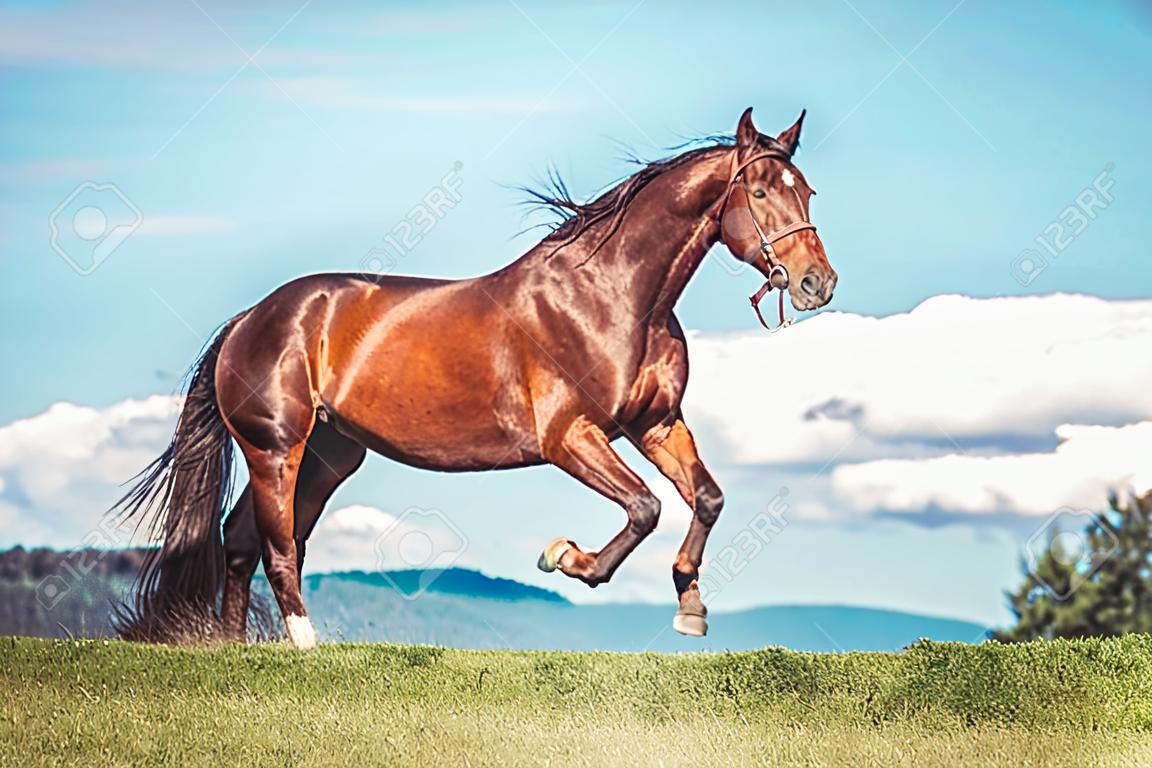 Retrato de um cavalo trotting na frente um fundo bonito