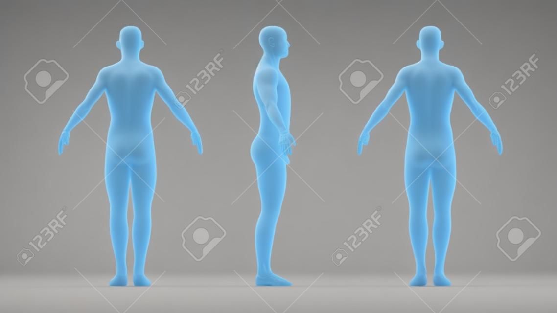 3D rendering of a human being anatomy full standing male man isolated on white background