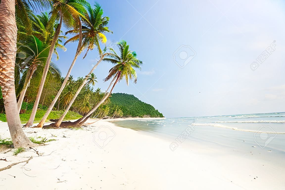 ココヤシの木と海の熱帯のビーチ