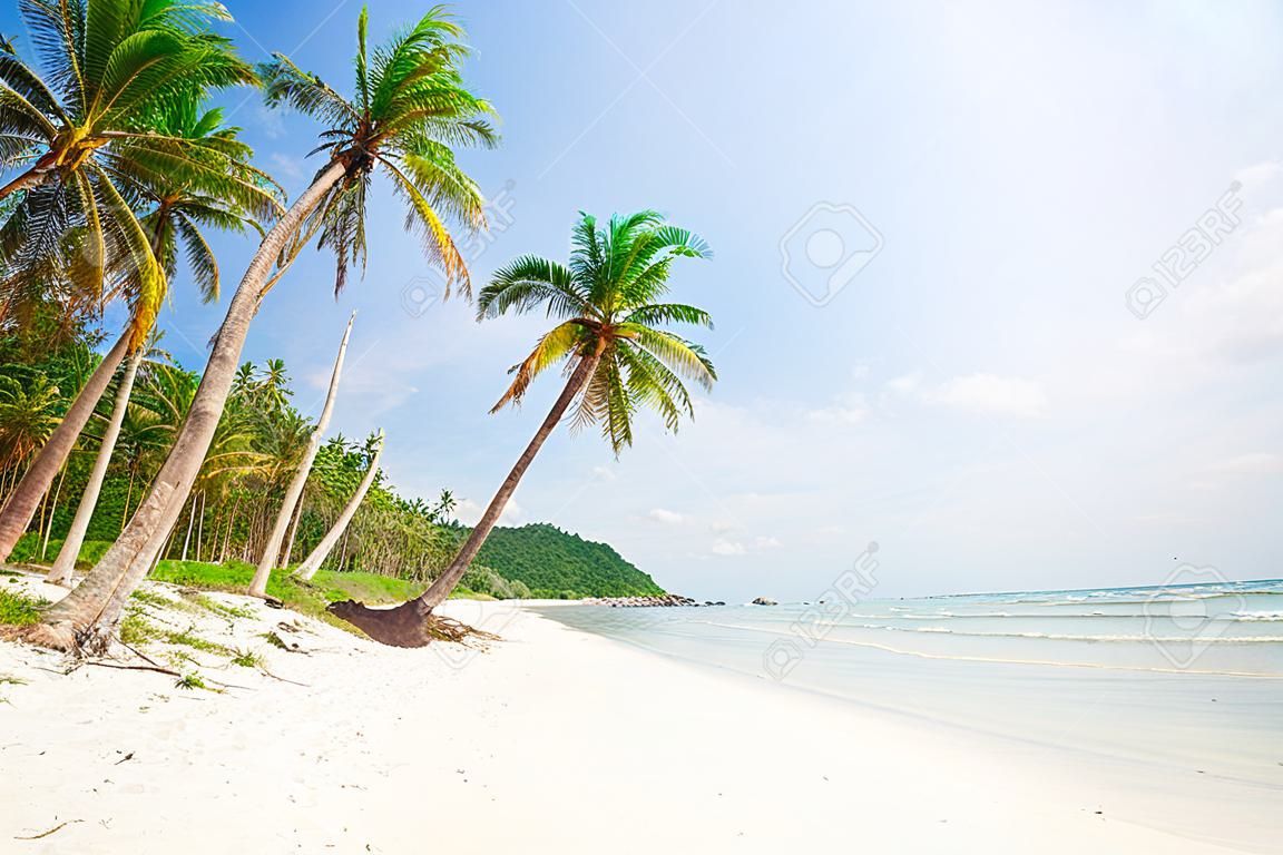 тропический пляж с кокосовой пальмы и море