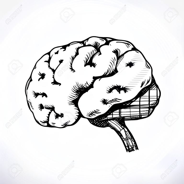 Desenho de cérebro humano isolado - ilustração