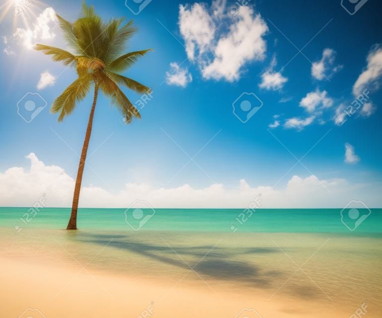 palm na wyspie