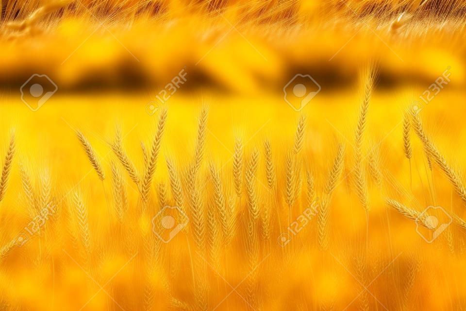 goldenes Weizenfeld und sonnigen Tag