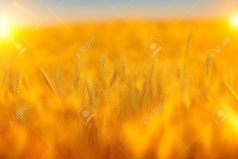 goldenes Weizenfeld und sonnigen Tag