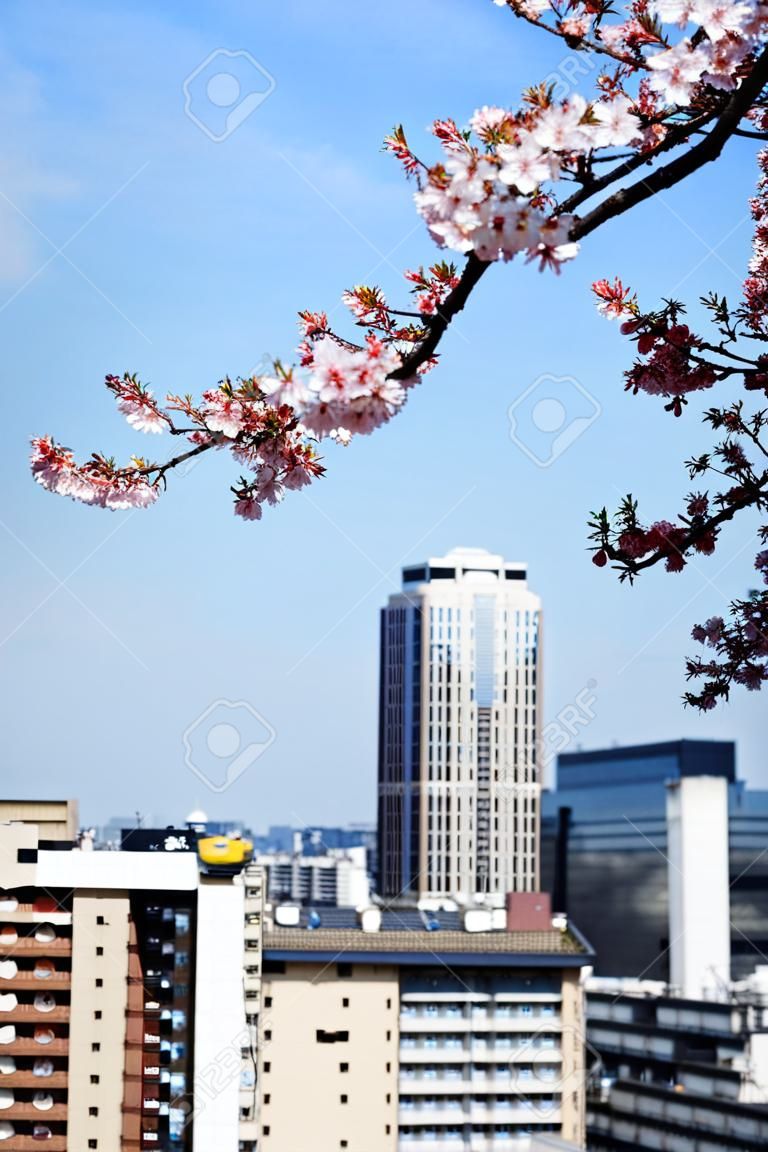Blooming sakura near Sumida river in Tokyo