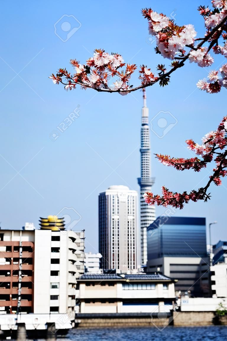Blooming sakura near Sumida river in Tokyo