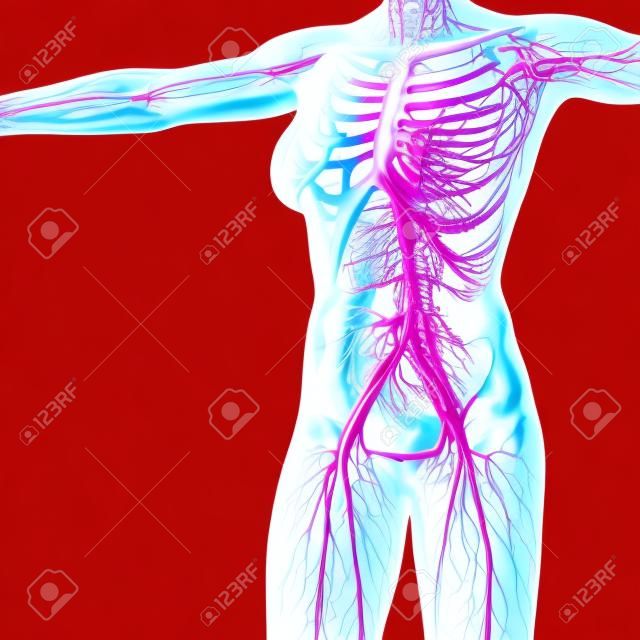 Sistema cardiovascular circulación humano con los huesos en el cuerpo transparente