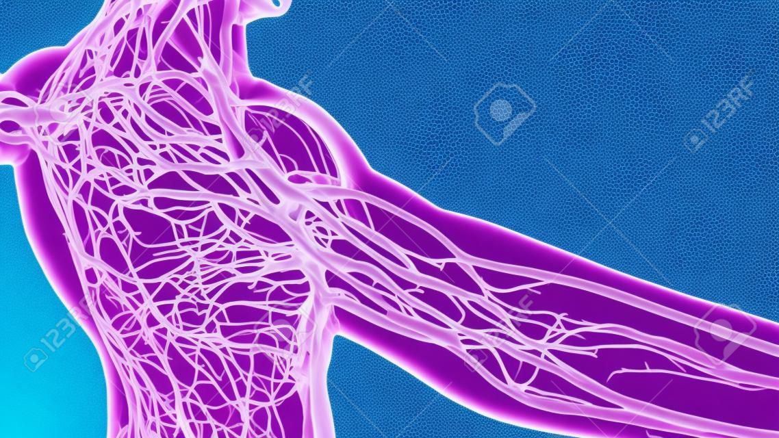 exame da anatomia da ciência dos vasos sanguíneos humanos