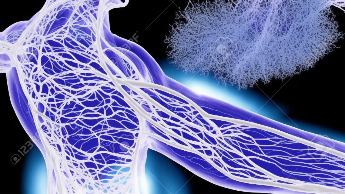 exame da anatomia da ciência dos vasos sanguíneos humanos