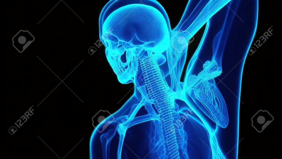 mal di schiena alla spina dorsale. scansione di anatomia scientifica delle ossa della colonna vertebrale umana incandescente