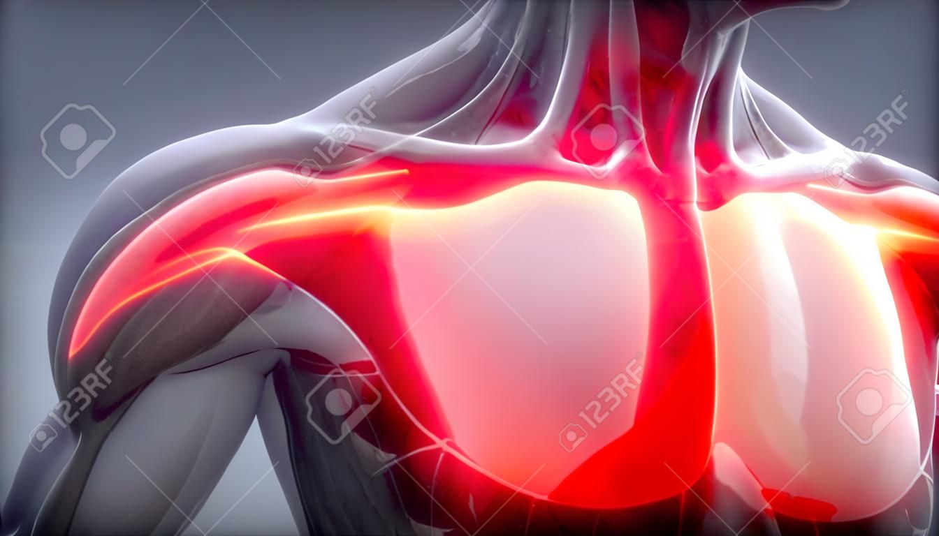 胸筋 - 可視筋解剖学マップ