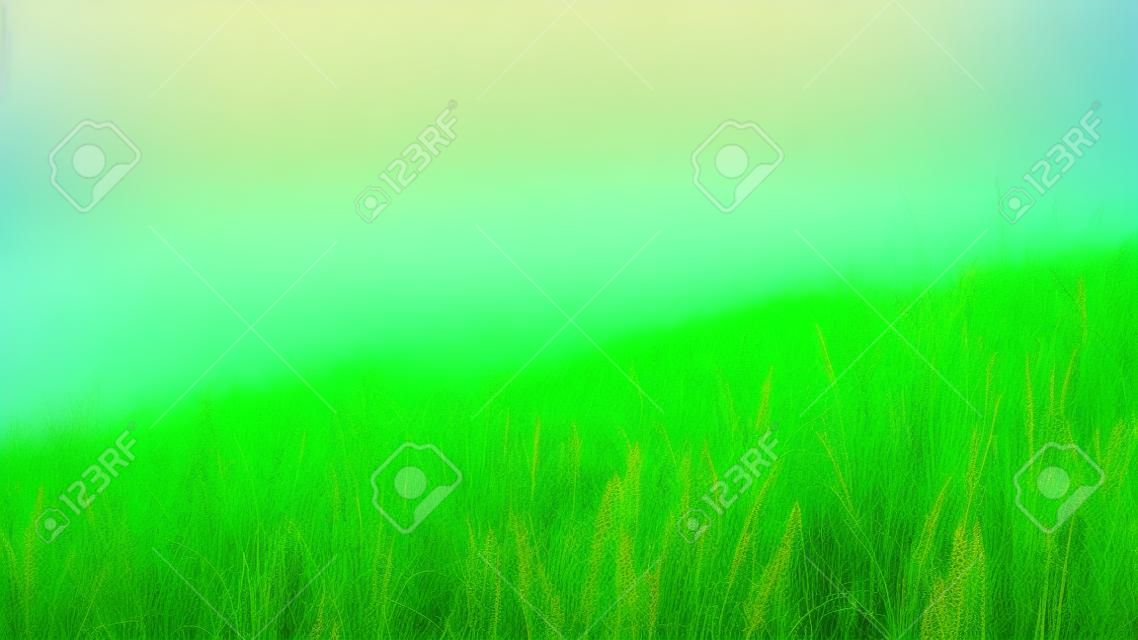 Green field with tall grass in the early morning with fog