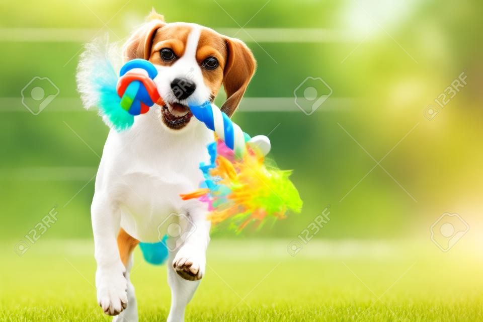 Beagle cão corre no jardim em direção à câmera com brinquedo colorido. cão dia ensolarado buscar um brinquedo.