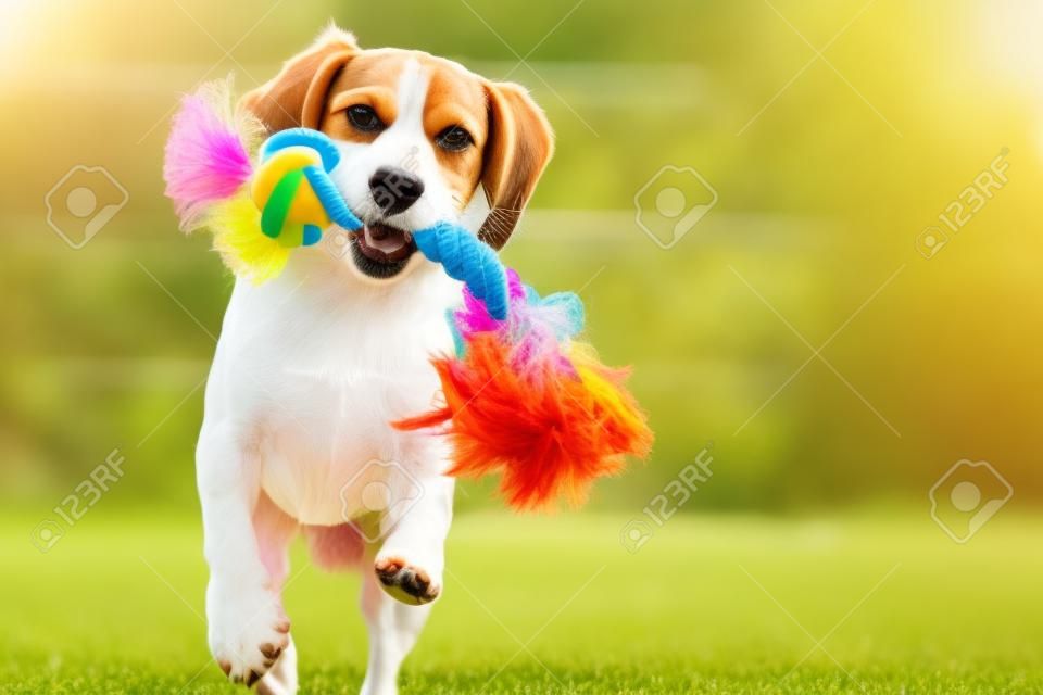 Beagle cão corre no jardim em direção à câmera com brinquedo colorido. cão dia ensolarado buscar um brinquedo.