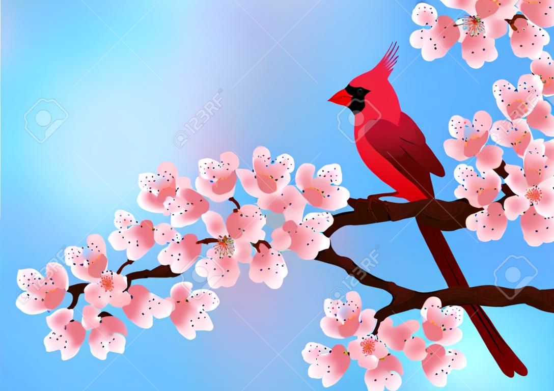 uccello rosso seduta sul fiore di ciliegio