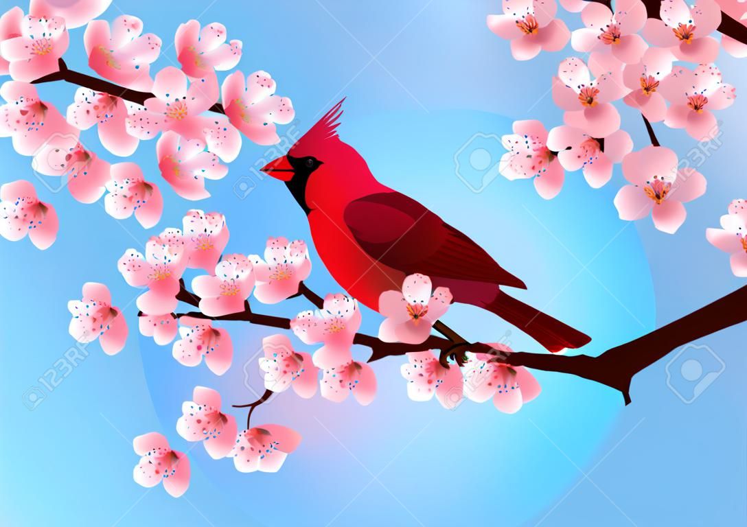 roter Vogel sitzt auf Kirschblüte