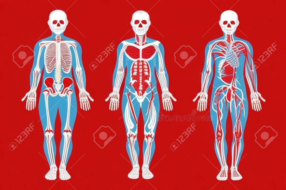 Anatomical structure of the human body, skeleton, muscular system and system of blood vessels with arteries, veins, front view. Detailed human system in full growth. Vector illustration.