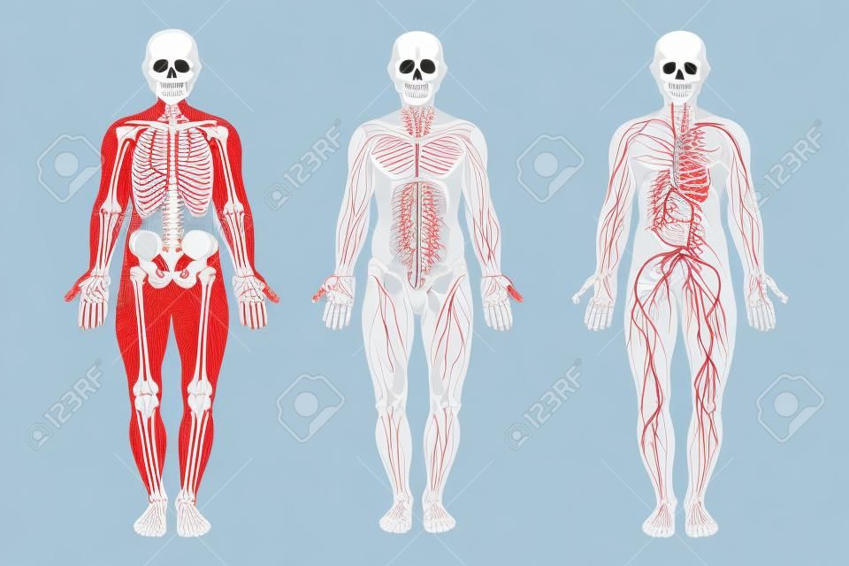 Budowa anatomiczna ludzkiego ciała, szkieletu, układu mięśniowego i układu naczyń krwionośnych z tętnicami, żyłami, widok z przodu. szczegółowy system ludzki w pełnym rozwoju. ilustracji wektorowych.