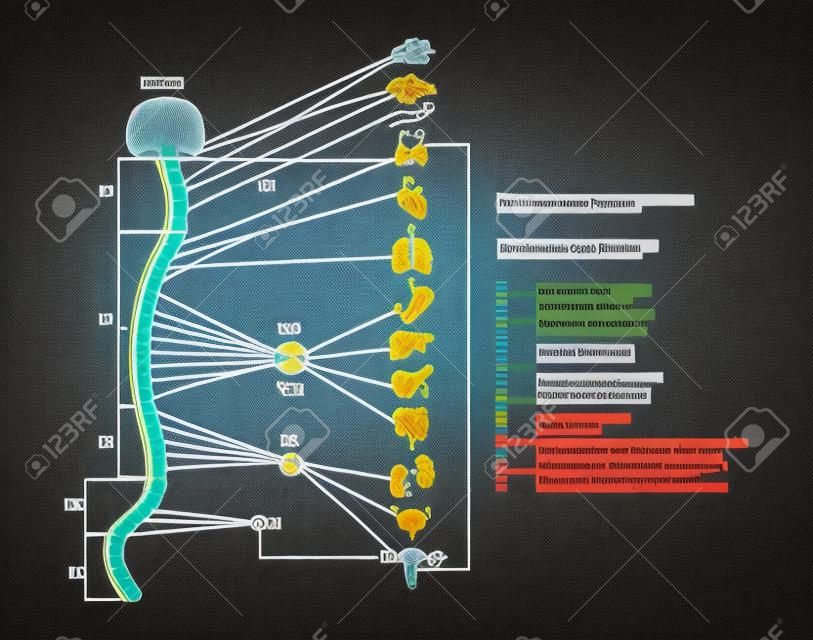 인간 신경계의 해부학적 구조에 대한 인포그래픽 방식.