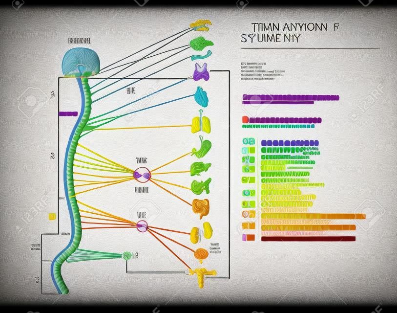 Esquema de infografías de la estructura anatómica del sistema nervioso humano.