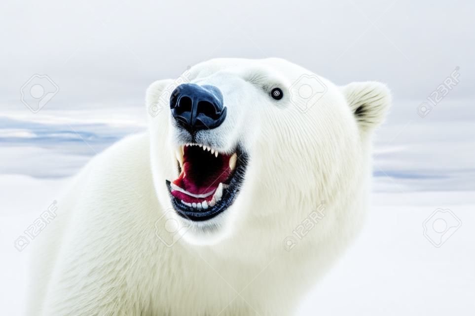 愤怒的北极熊锋利的牙齿