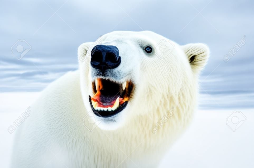 愤怒的北极熊锋利的牙齿