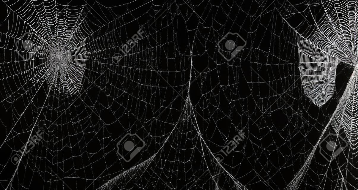 Conjunto de realismo de telaraña. Spiderweb para halloween, espeluznante, aterrador, decoración de terror