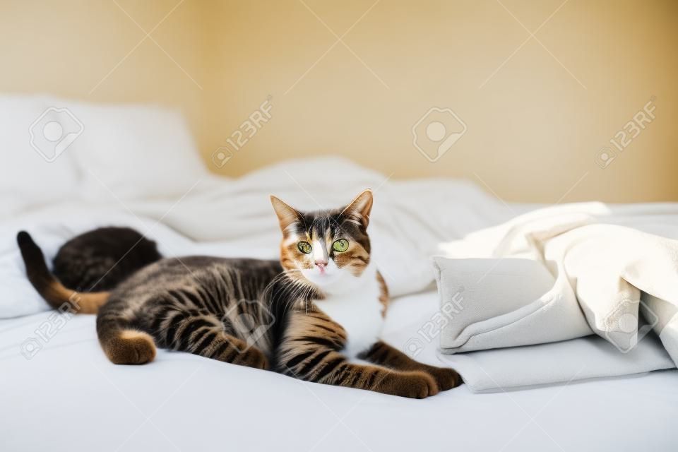 Gato deitado na cama em um quarto brilhante em um dia ensolarado