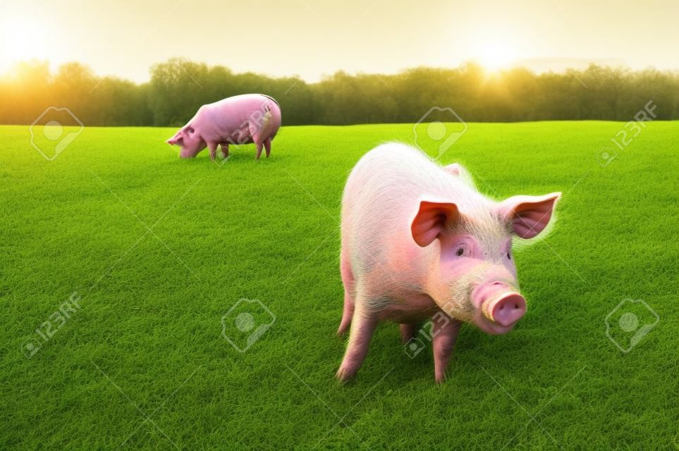 Dos cerdos pastando en el campo