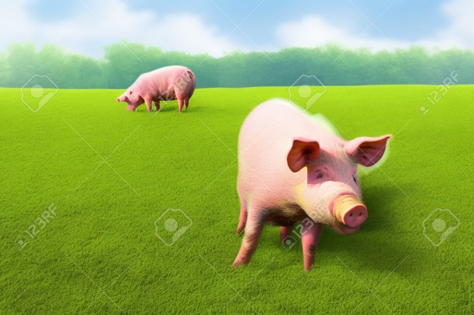 Dos cerdos pastando en el campo